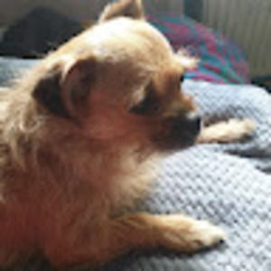 Meet your Posher, Bella